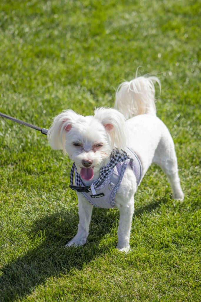 “Concurso de habilidades caninas en Petpeloza Somerton”